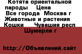 Котята ориентальной пароды  › Цена ­ 12 000 - Все города, Москва г. Животные и растения » Кошки   . Чувашия респ.,Шумерля г.